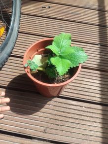 plants