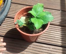 plants
