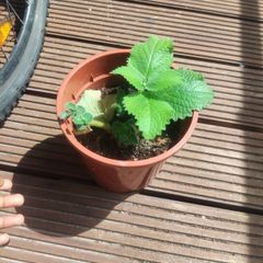 plants