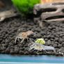 Dwarf Crayfish, Shrimp, Floating plants and Snail Image 4
