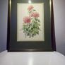 Original watercolour by Elizabeth A. McEwen RUA (1937- 2020), Belfast botanical artist. Image 5