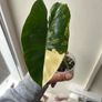 Philodendron Burle Marx Variegated Image 2
