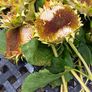Free sunflower heads Image 4