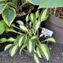Hostas and other plants for sale Image 8