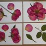 Roses - Pressed Flowers for Crafting: Petals, Leaves, Half Flowers, Full Flower Image 7