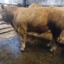 Livestock Image 3