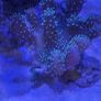 coral Image 7