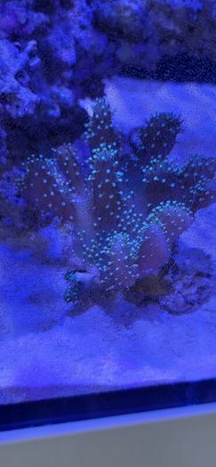 coral