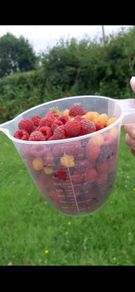 Raspberry canes