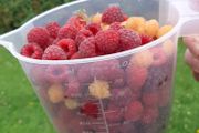 Raspberry canes