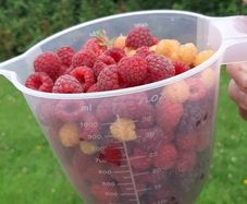 Raspberry canes