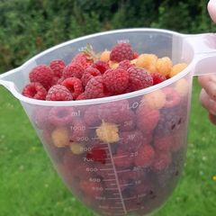 Raspberry canes