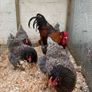 Purebred day olds chicks Image 4