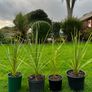 Irish Palm Image 6