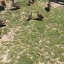 mallard ducks/ducklings Image 3