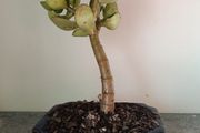 Bonsai Easy Care Indoor #6