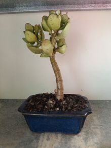 Bonsai Easy Care Indoor #6