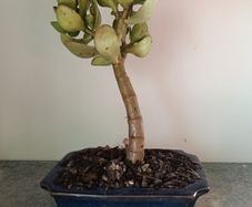 Bonsai Easy Care Indoor #6