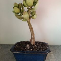 Bonsai Easy Care Indoor #6