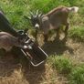 2 Pygmy goats Image 2