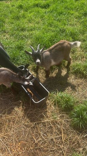 2 Pygmy goats