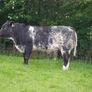 Roan Blue Heifers for Gortatlea Mart Image 7