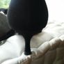 Black Dressy Jane Shilton shoes size 35 Image 3