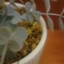 Artificial Plants in Ceramic Pots x2 Image 4