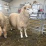 Organic Romney Ram Lambs Image 4