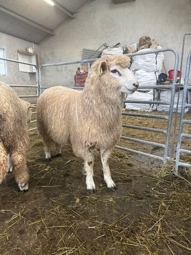 Organic Romney Ram Lambs