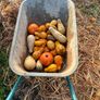 Free Ornamental Pumpkins Image 2