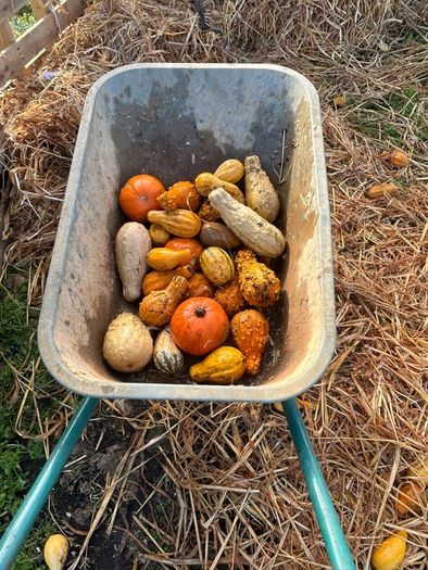 Free Ornamental Pumpkins