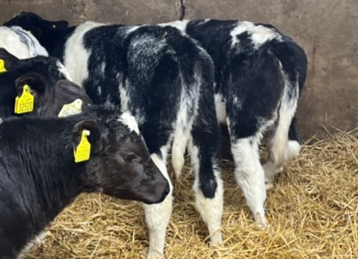 Belgian Blue Heifer Calves