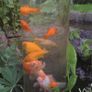 Ubbink Fish Tower 100 cm Acrylic Image 4