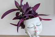 Tradescantia purpurea in decorative pot