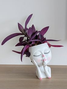 Tradescantia purpurea in decorative pot
