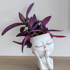 Tradescantia purpurea in decorative pot
