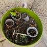 Large Green Planter Pot Image 3
