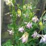 Aquilegia Seeds / Aquilegia Plants Image 4