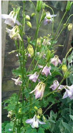 Aquilegia Seeds / Aquilegia Plants