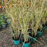 Large Selection of Grass Plants Image 2