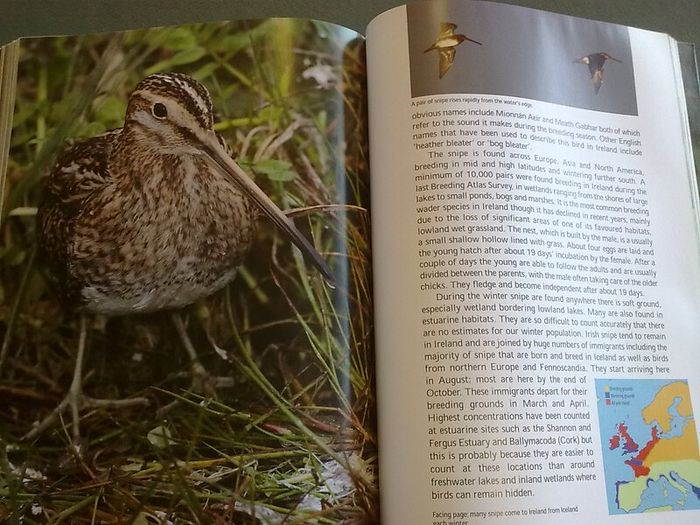 Fresh water birds of Ireland Irish