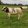 Show heifers Image 4