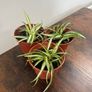 Small spider plant house plant Image 2