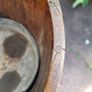 Arts & crafts brass bound oak planter Image 4