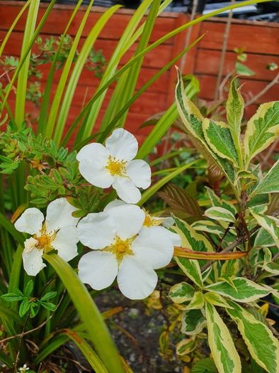 Shrubs, Garden Plants