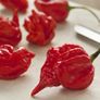 Scorpion Pepper and Ghost Pepper Seeds Image 2