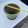 Vibrant green plant  pot Image 4