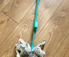 Toy cat