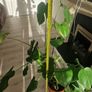 monstera plant Image 5